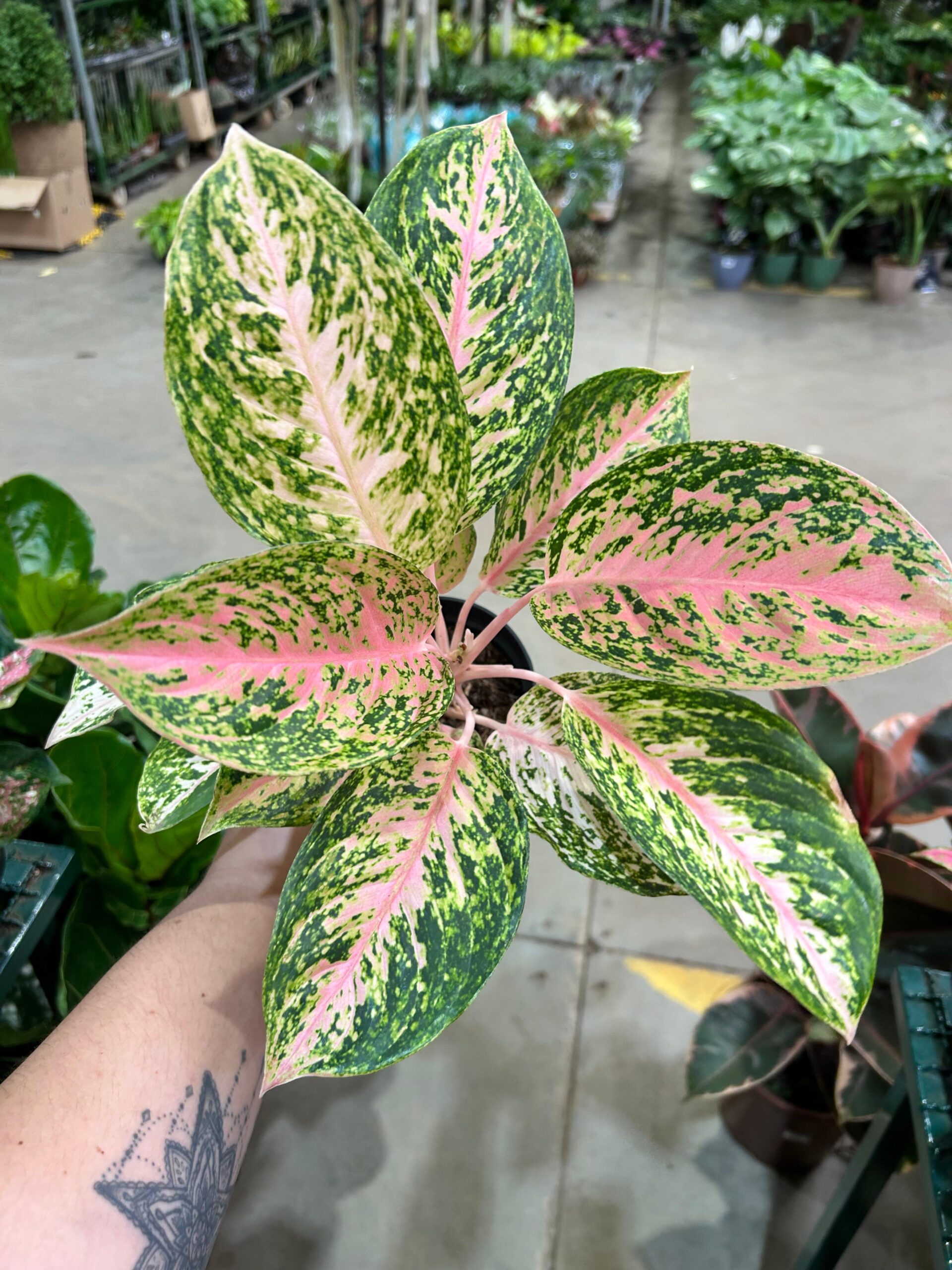 Aglaonema Tinky-Winky P12
