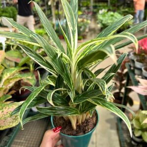Aglaonema Bamboo P12