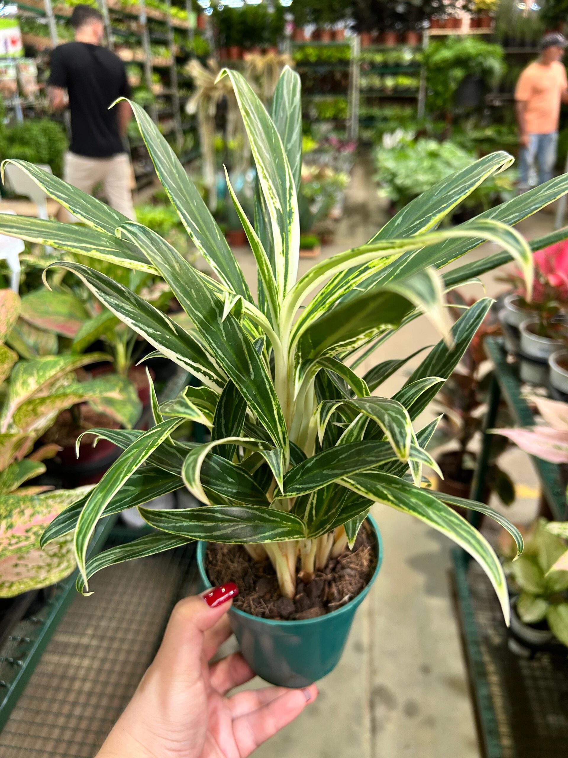 Aglaonema Bamboo P12