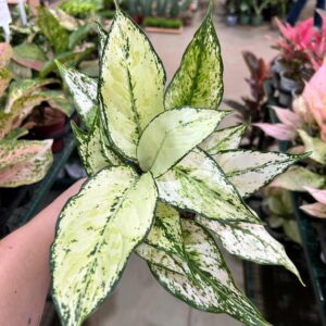 Aglaonema Siam Paragon P12