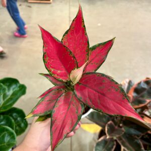 Aglaonema Cherry Baby P12