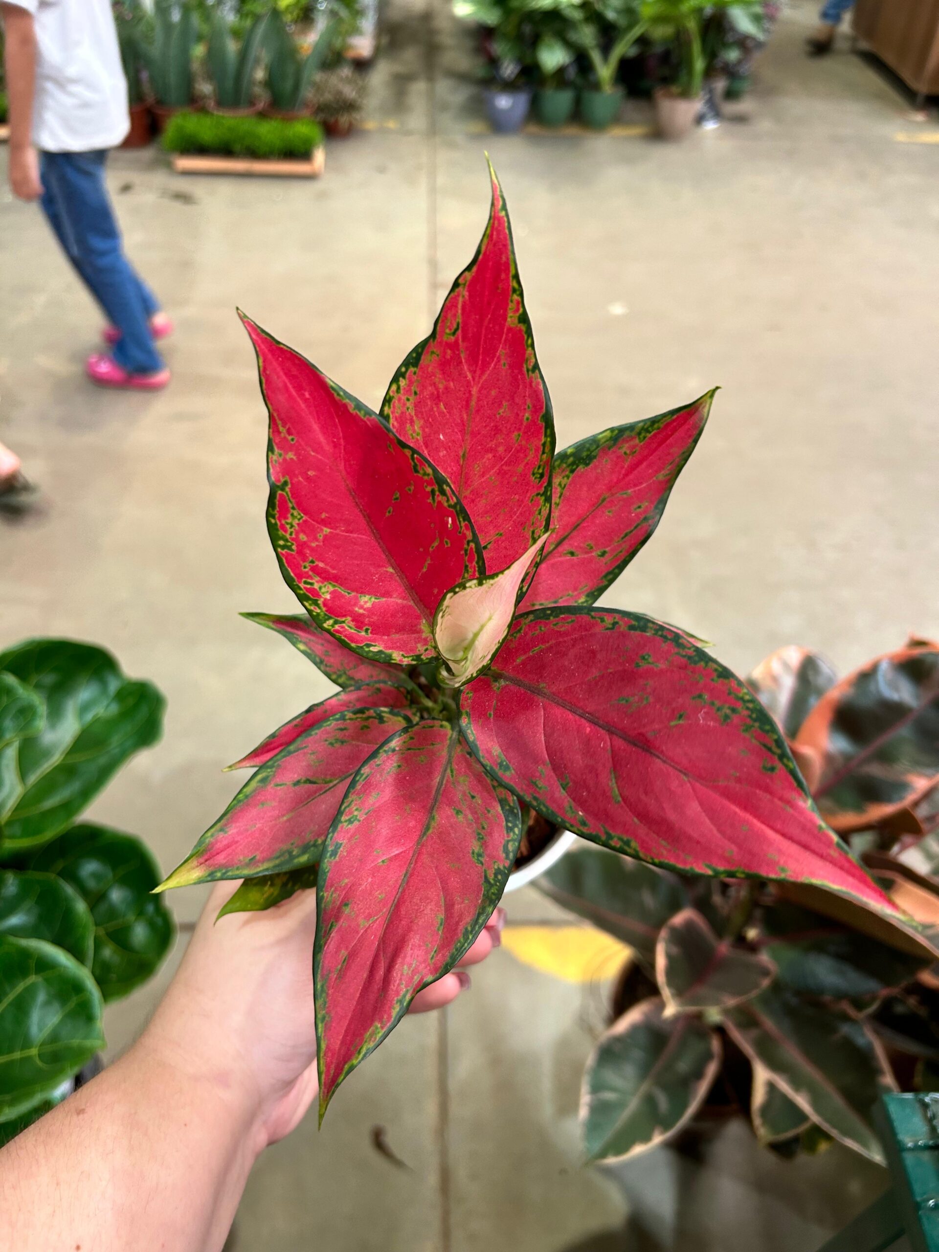 Aglaonema Cherry Baby P12