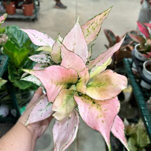 Aglaonema Rosy P12