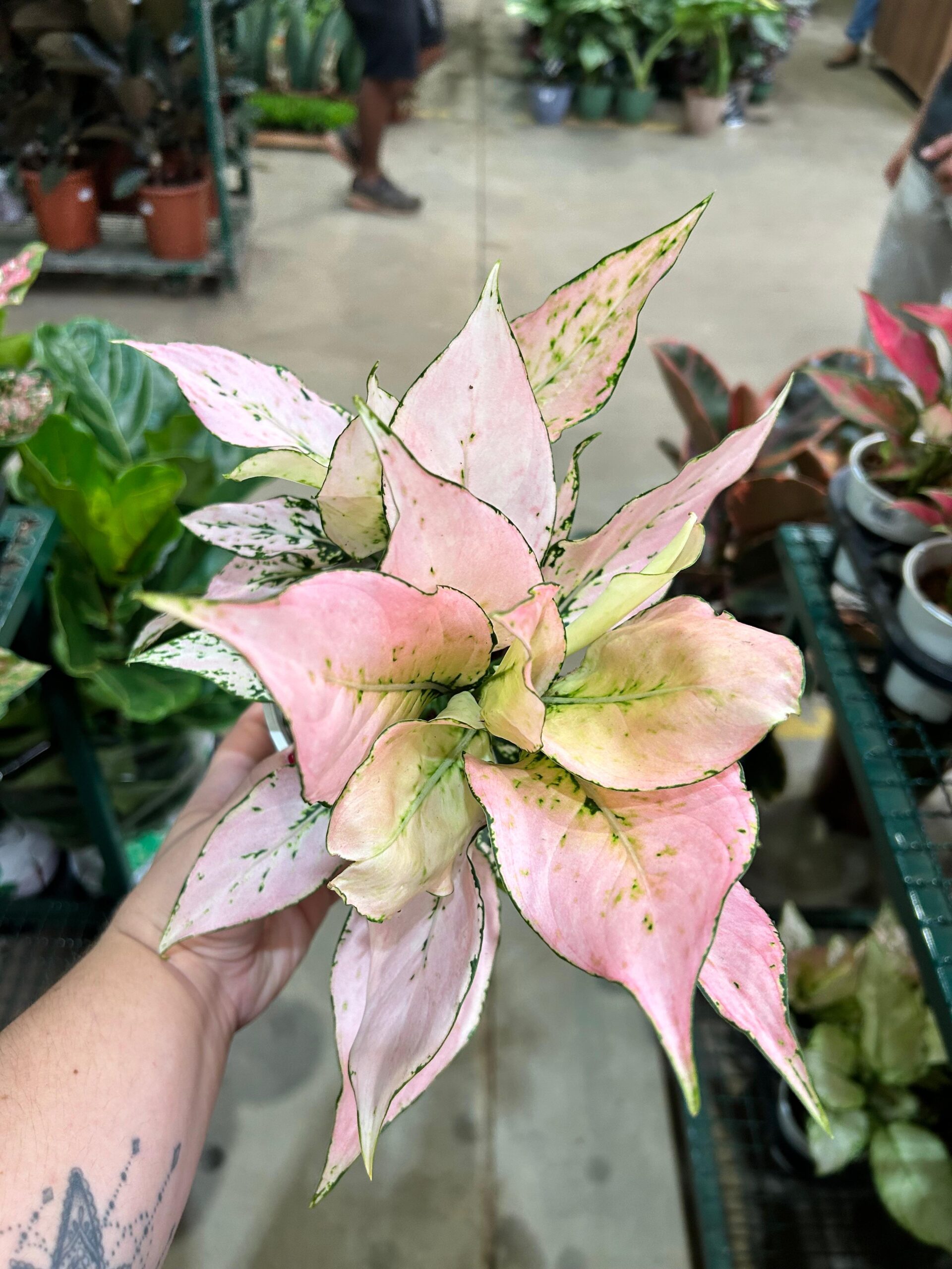 Aglaonema Rosy P12
