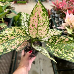 Aglaonema Brenda P12