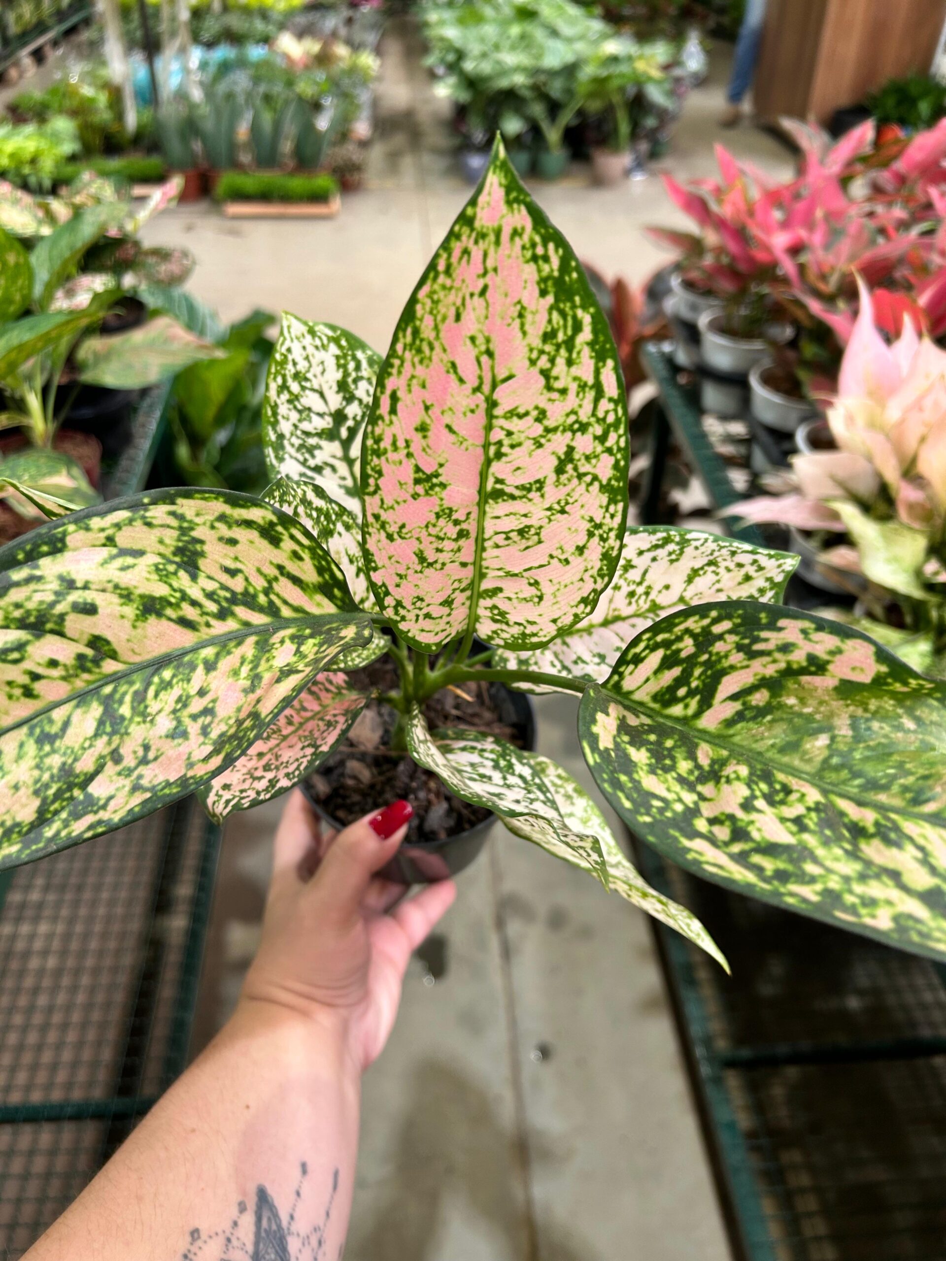 Aglaonema Brenda P12