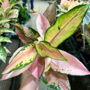 Aglaonema Rose Cochin P12