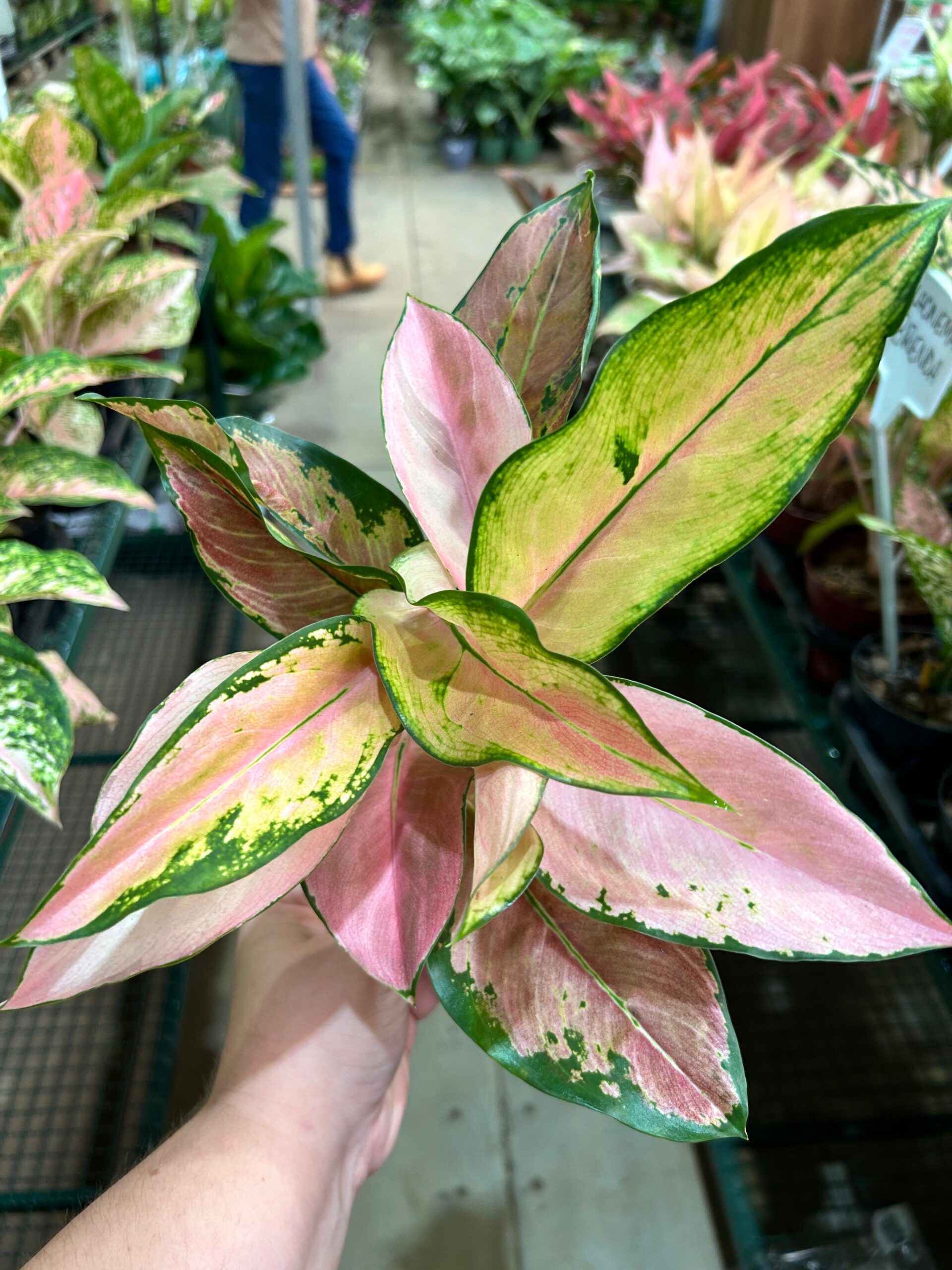 Aglaonema Rose Cochin P12