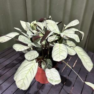 Calathea Amagris P17