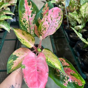 Aglaonema Lawan P12