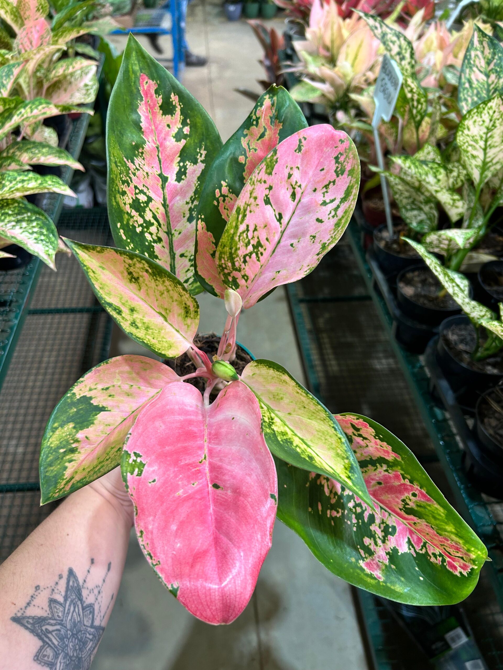 Aglaonema Lawan P12