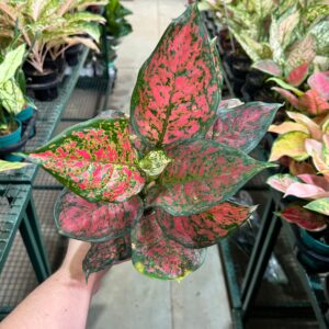 Aglaonema Pink Mini P12