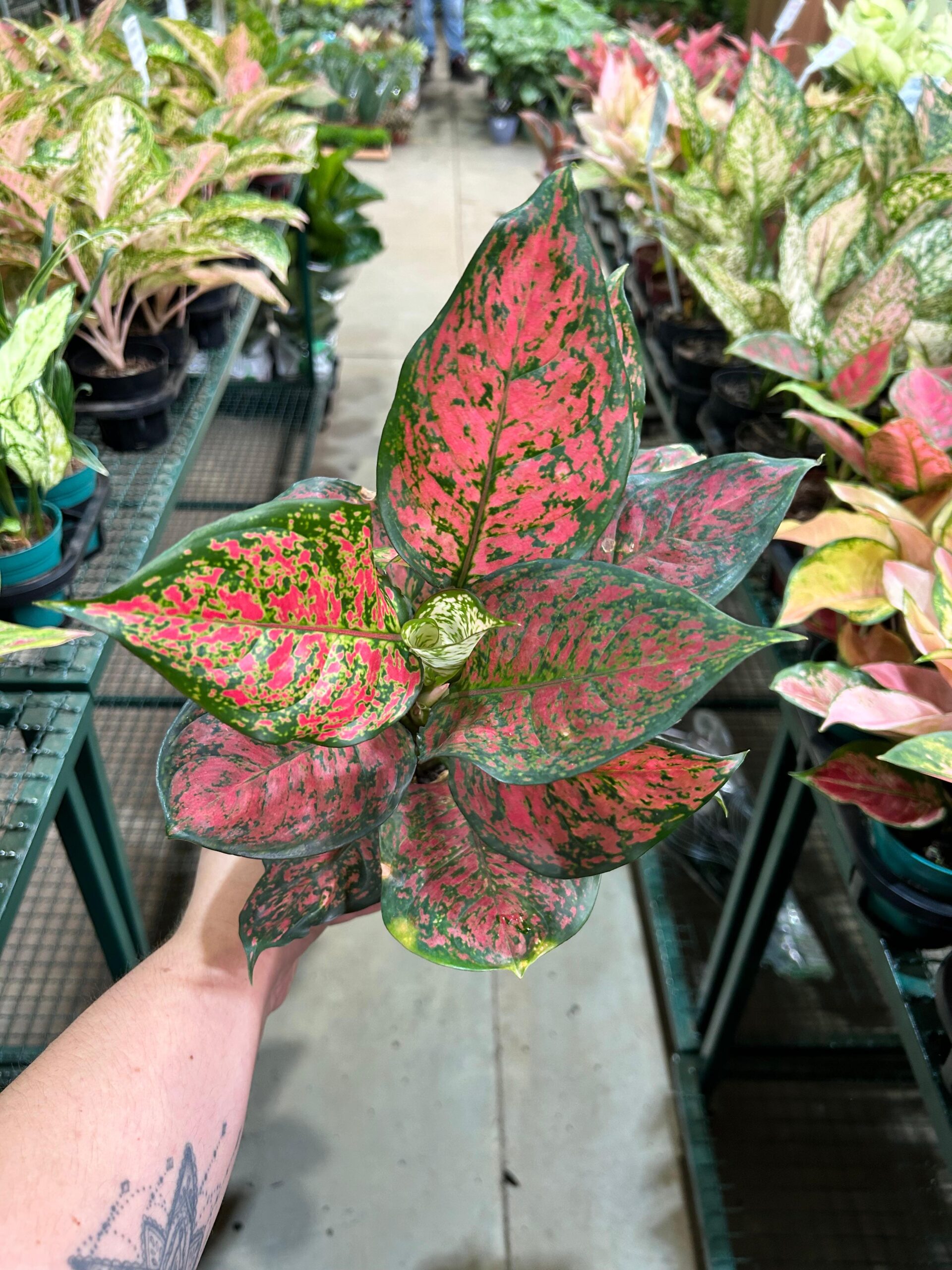 Aglaonema Pink Mini P12