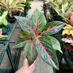 Aglaonema Legacy P12