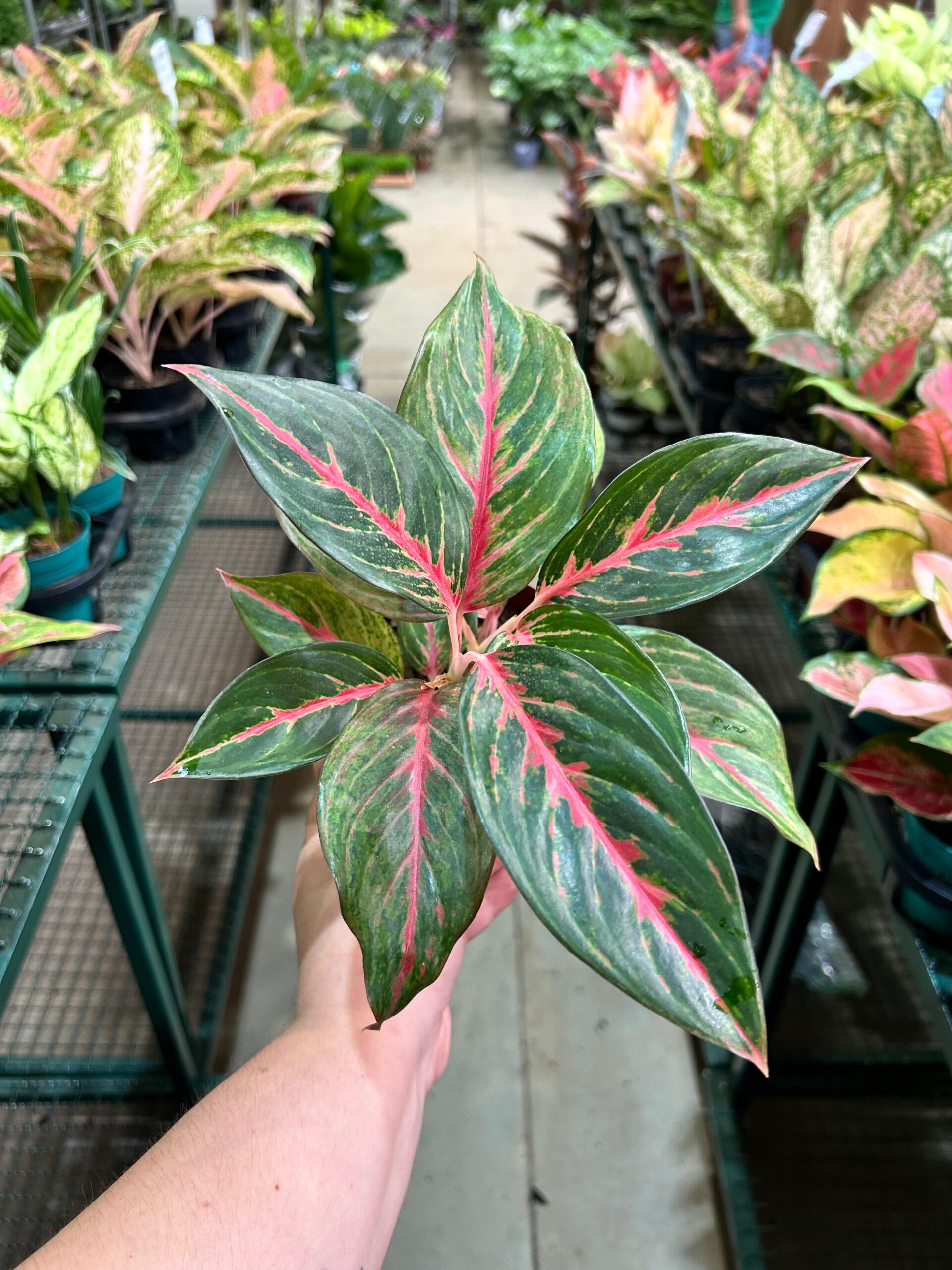 Aglaonema Legacy P12
