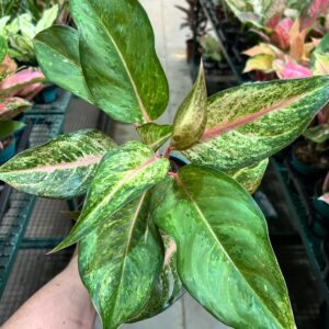 Aglaonema Frozen P12