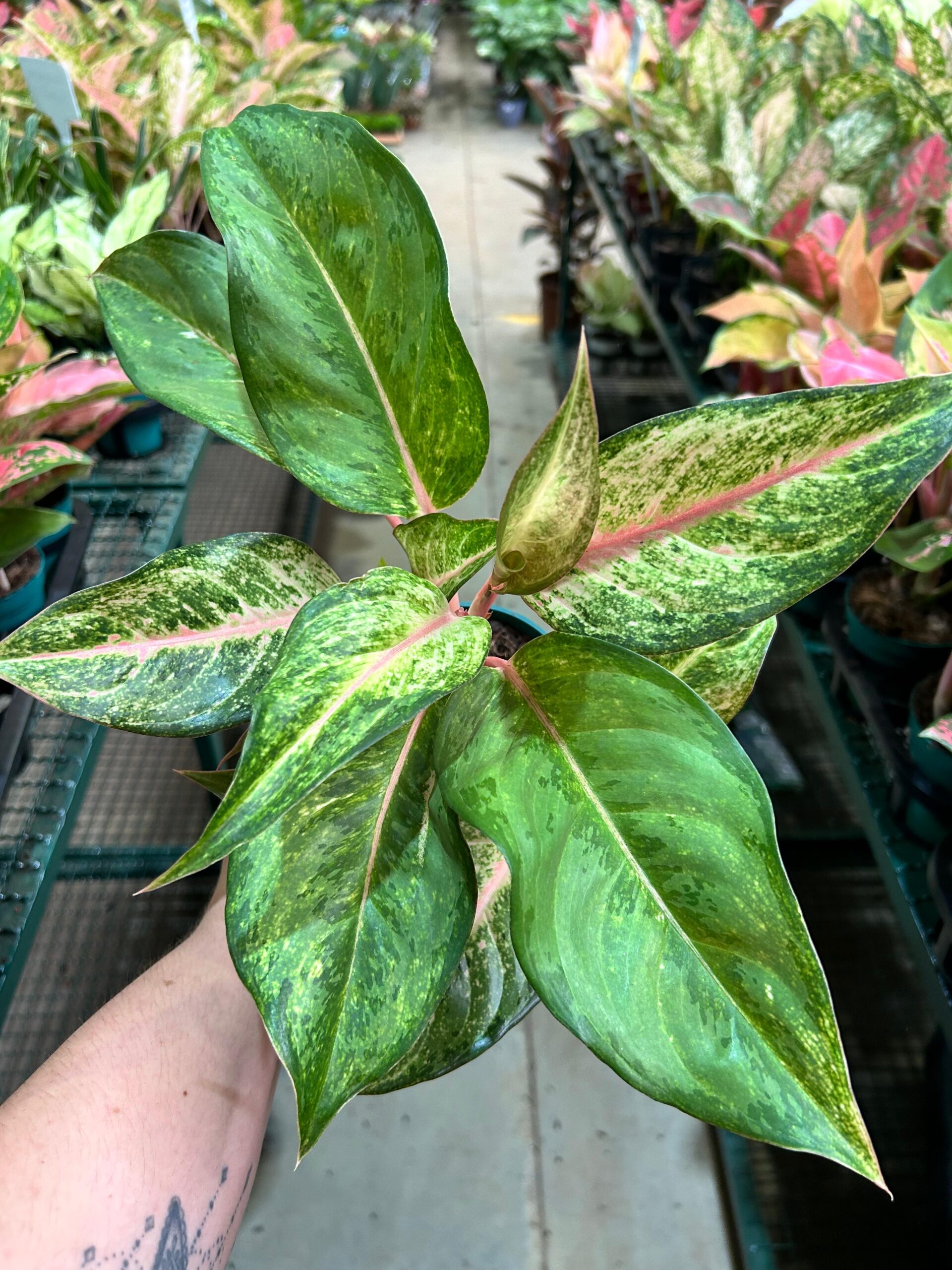 Aglaonema Frozen P12