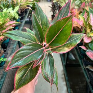 Aglaonema Creta P12