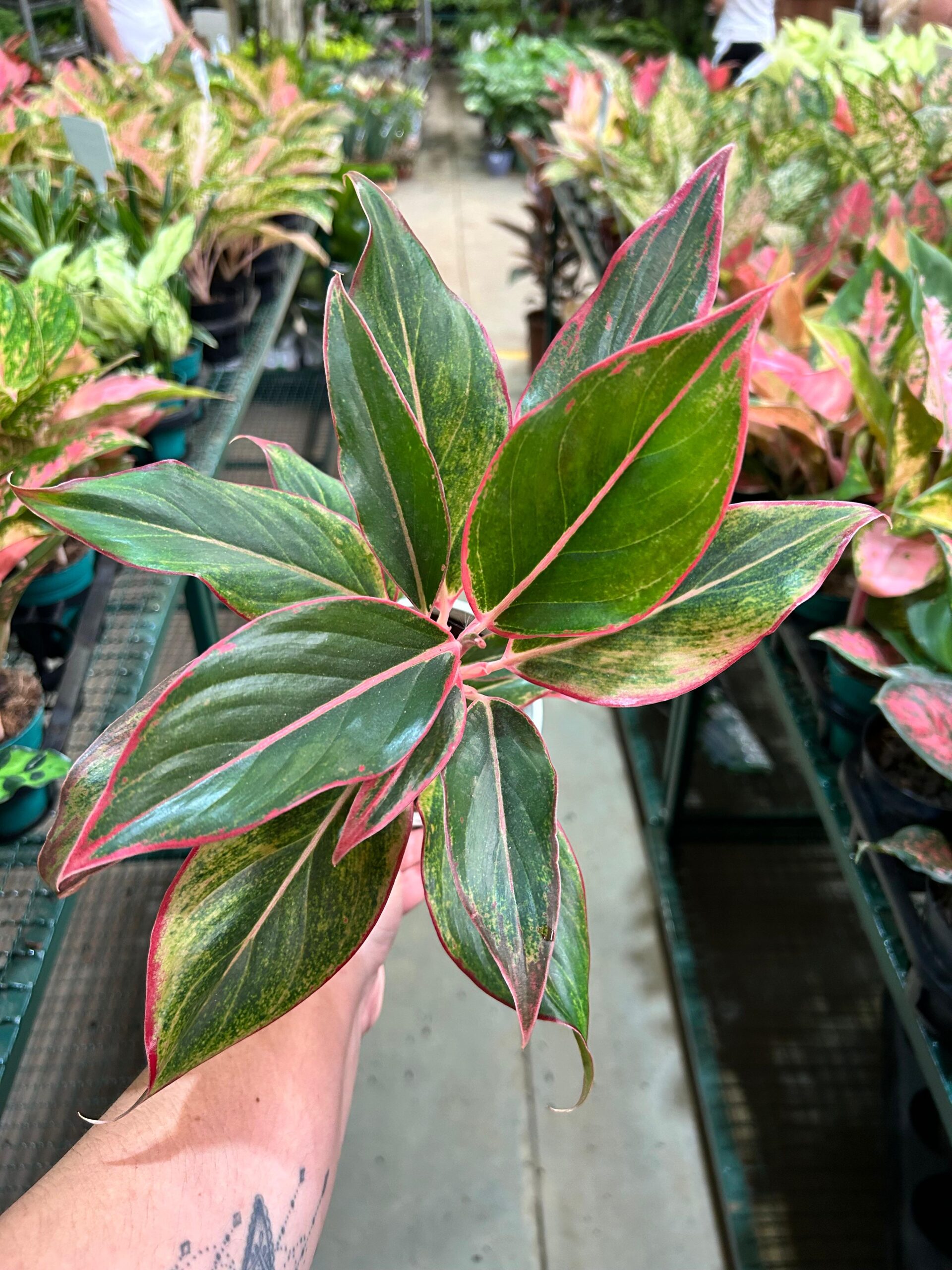 Aglaonema Creta P12