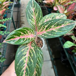Aglaonema Cocomelon P12