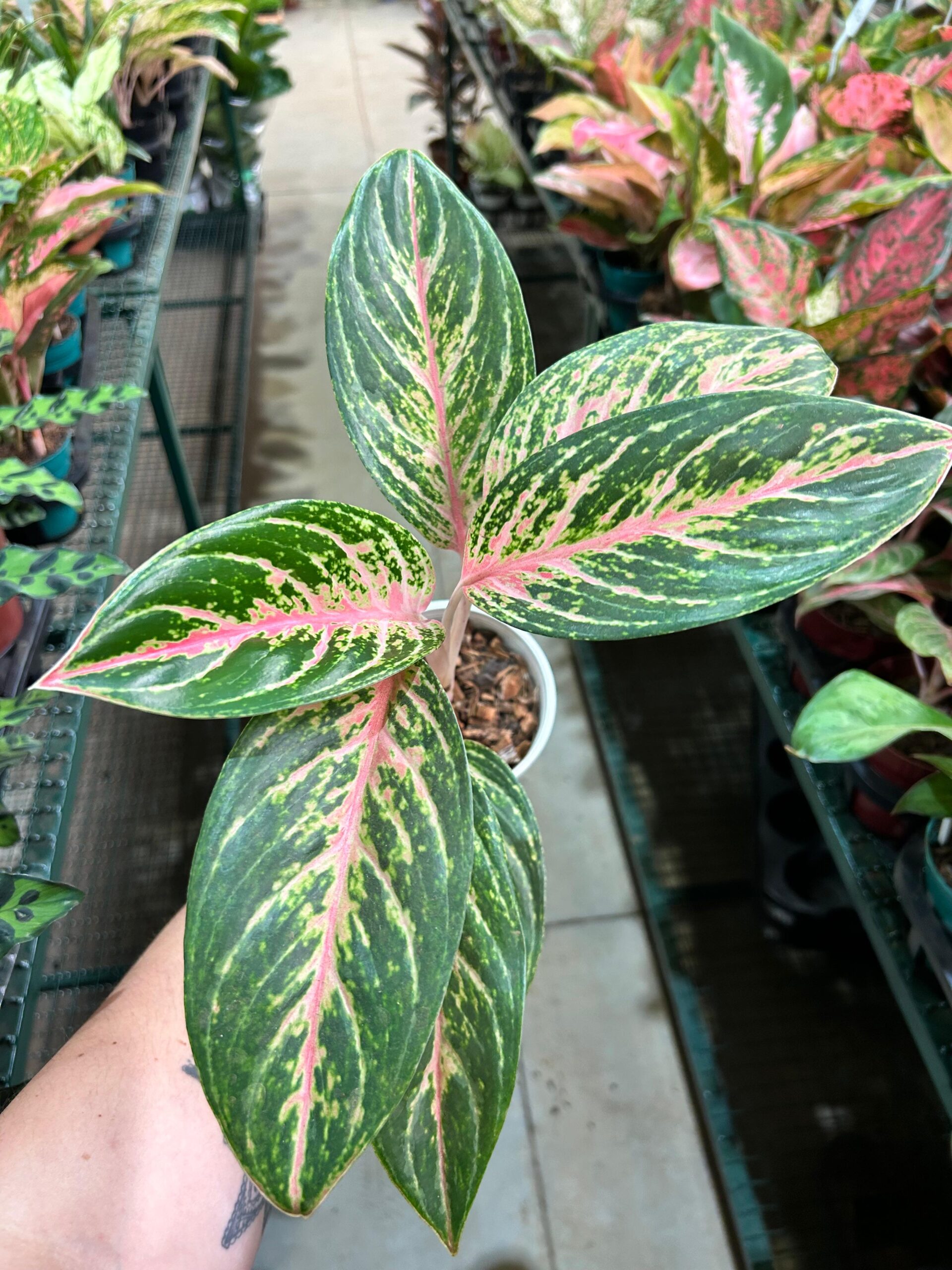 Aglaonema Cocomelon P12