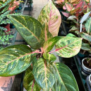 Aglaonema Green Papaya P12