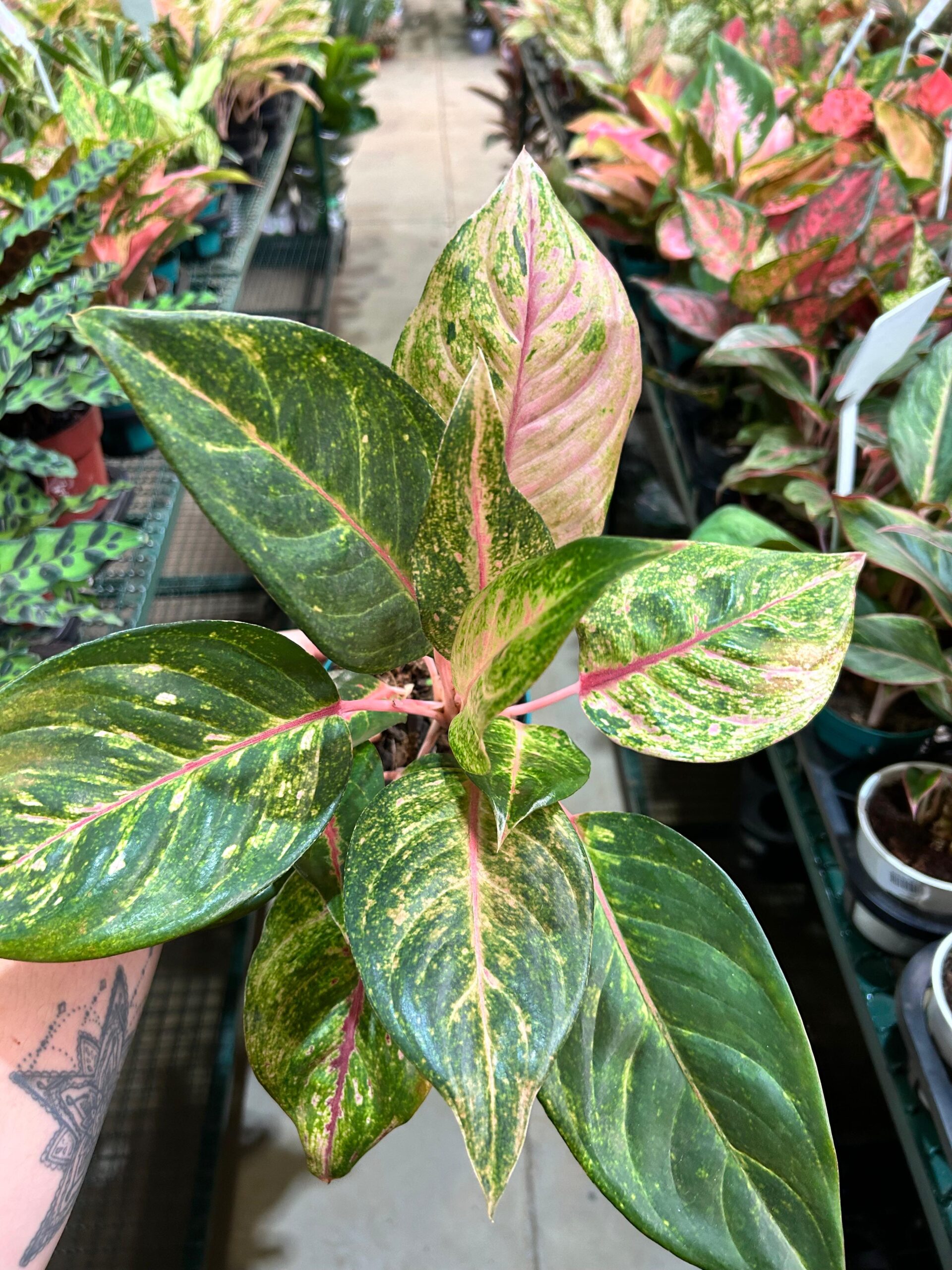 Aglaonema Green Papaya P12