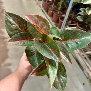Aglaonema Red Stardust P12