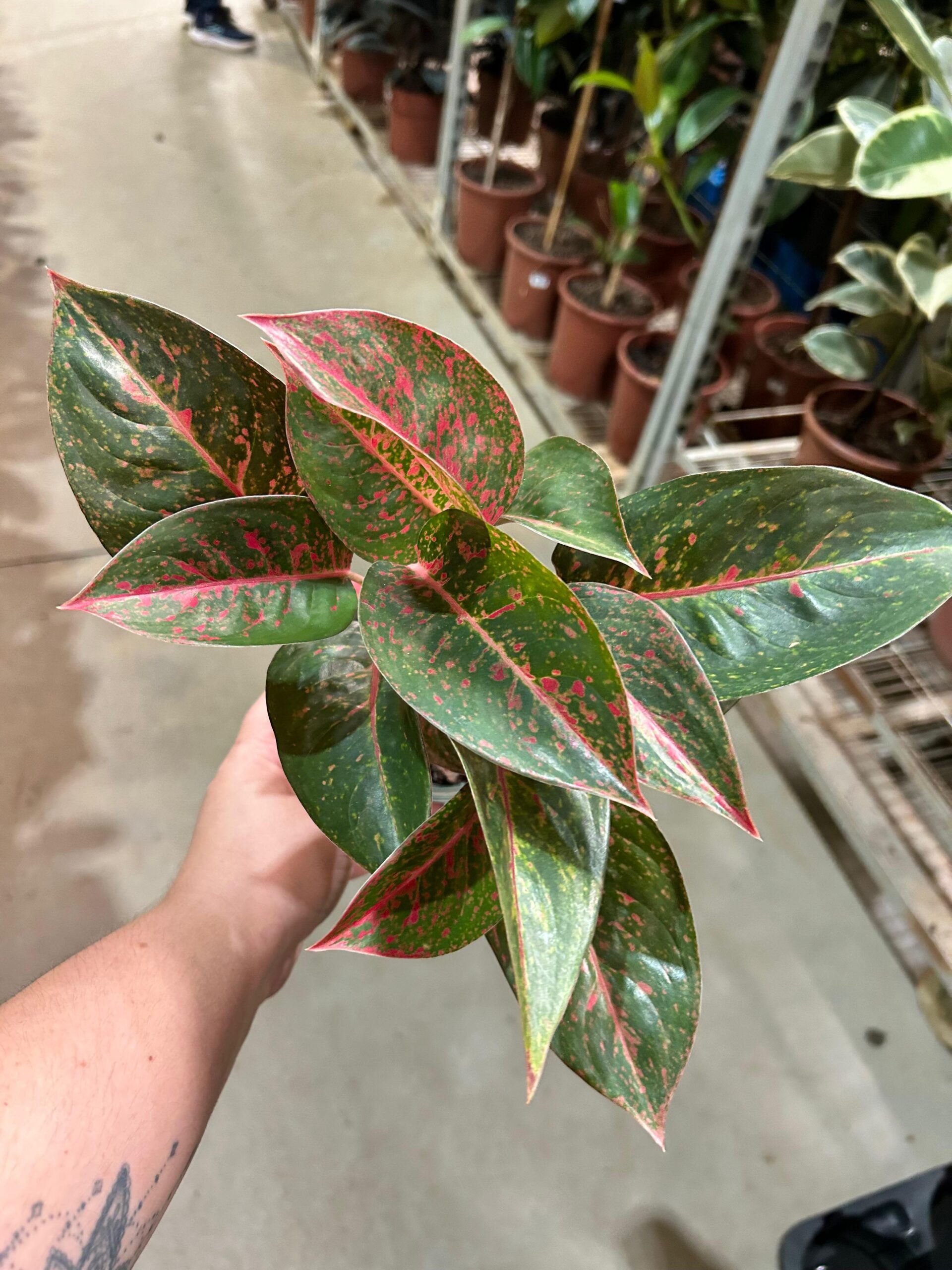 Aglaonema Red Stardust P12