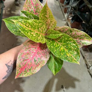 Aglaonema Kwaksup P12