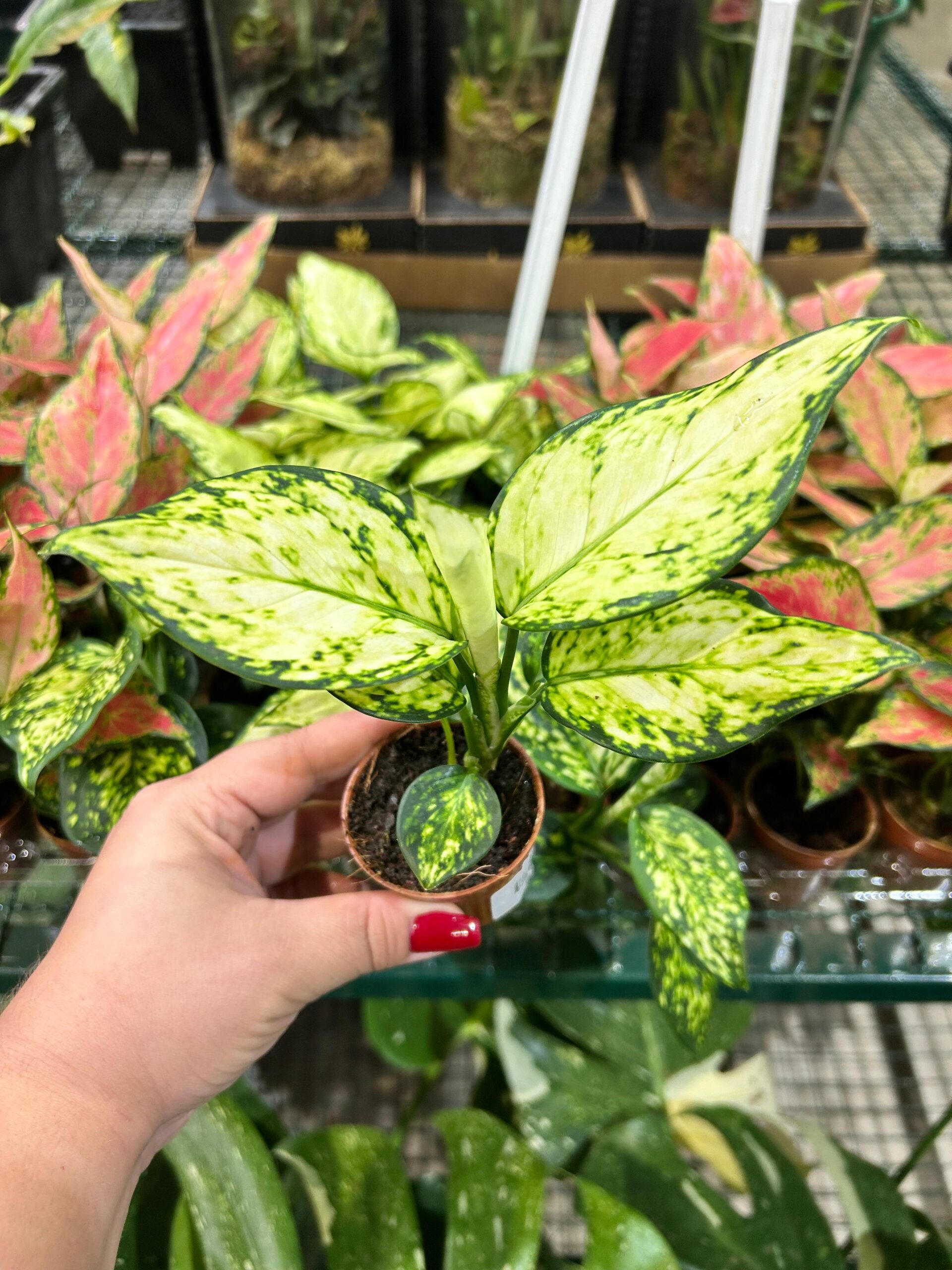 Aglaonema White Joy P06 (cx)