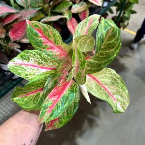 Aglaonema Siam Diamond P12