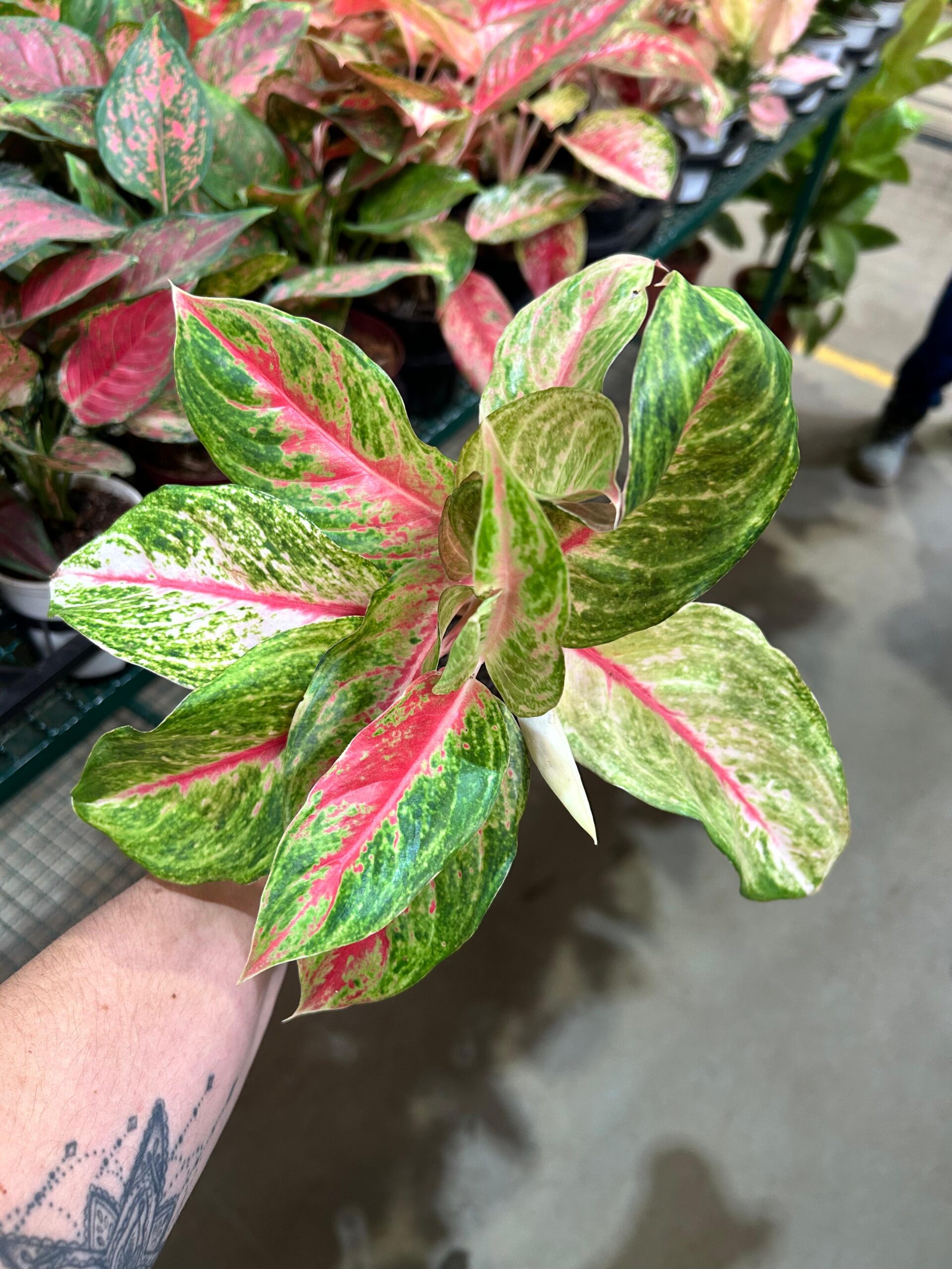 Aglaonema Siam Diamond P12