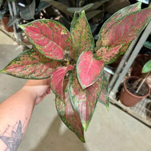 Aglaonema Red Dalmatian P12