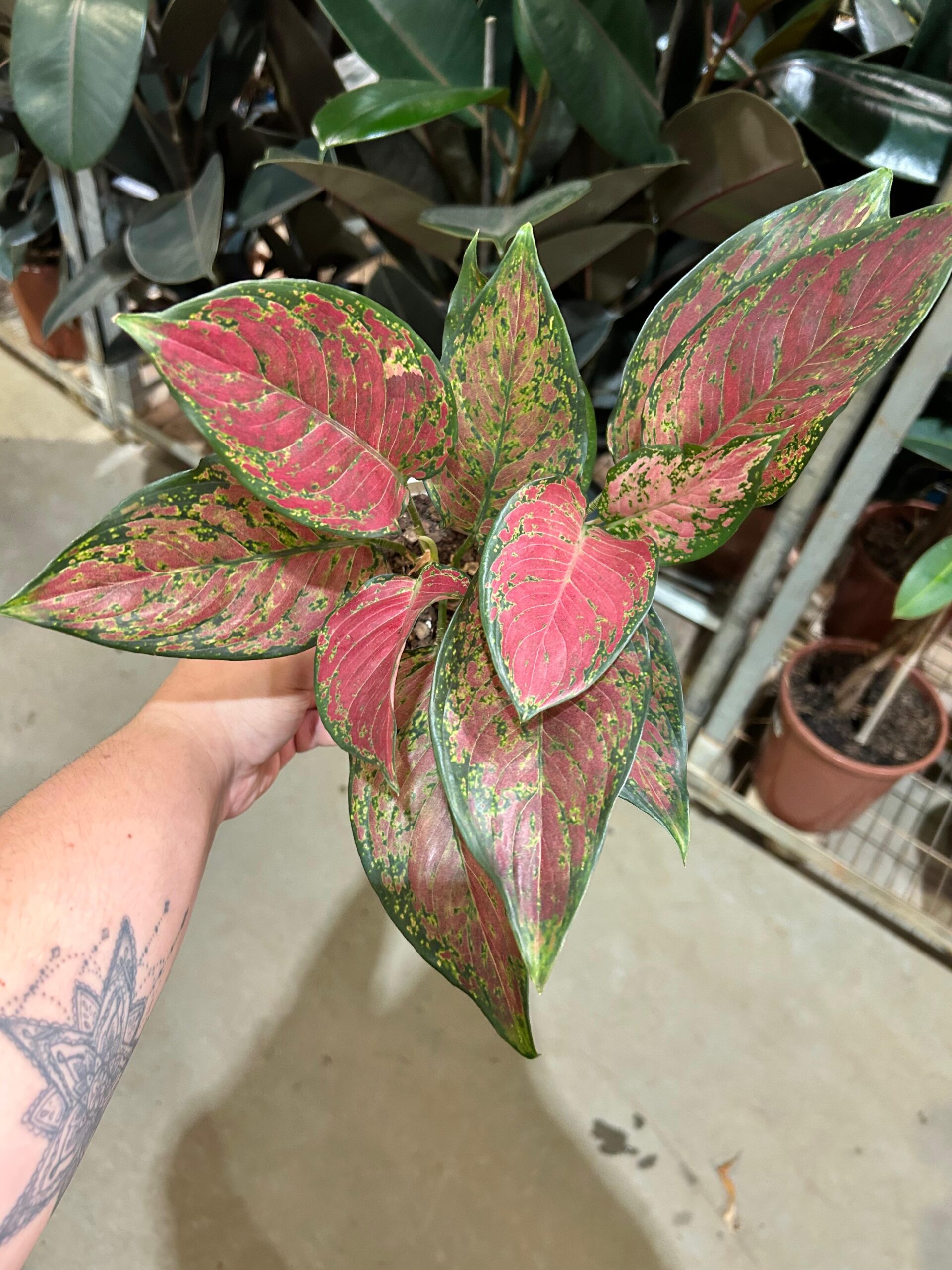 Aglaonema Red Dalmatian P12