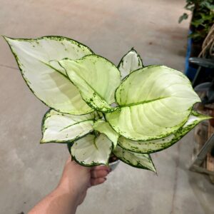 Aglaonema White Joy P12