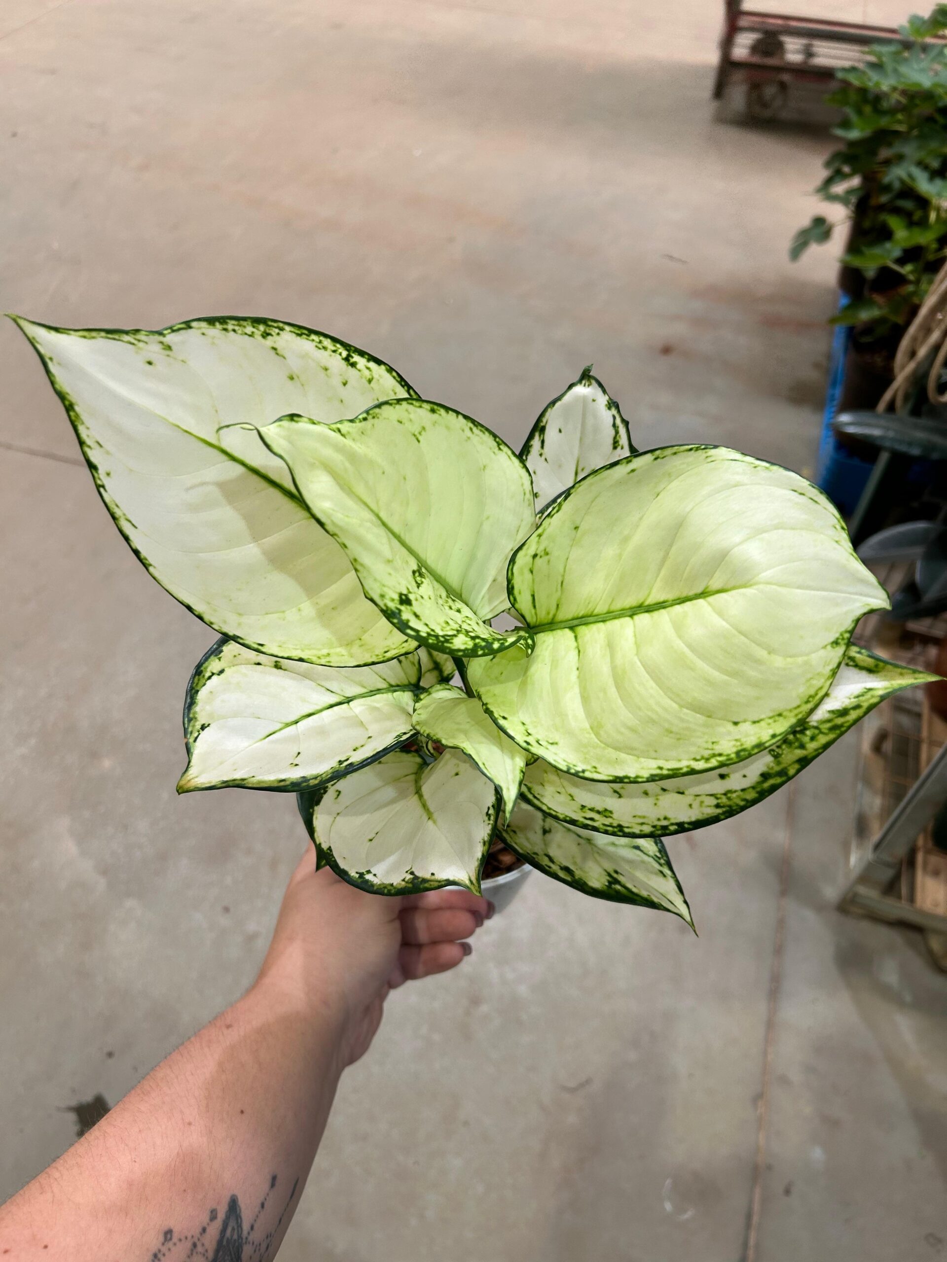 Aglaonema White Joy P12