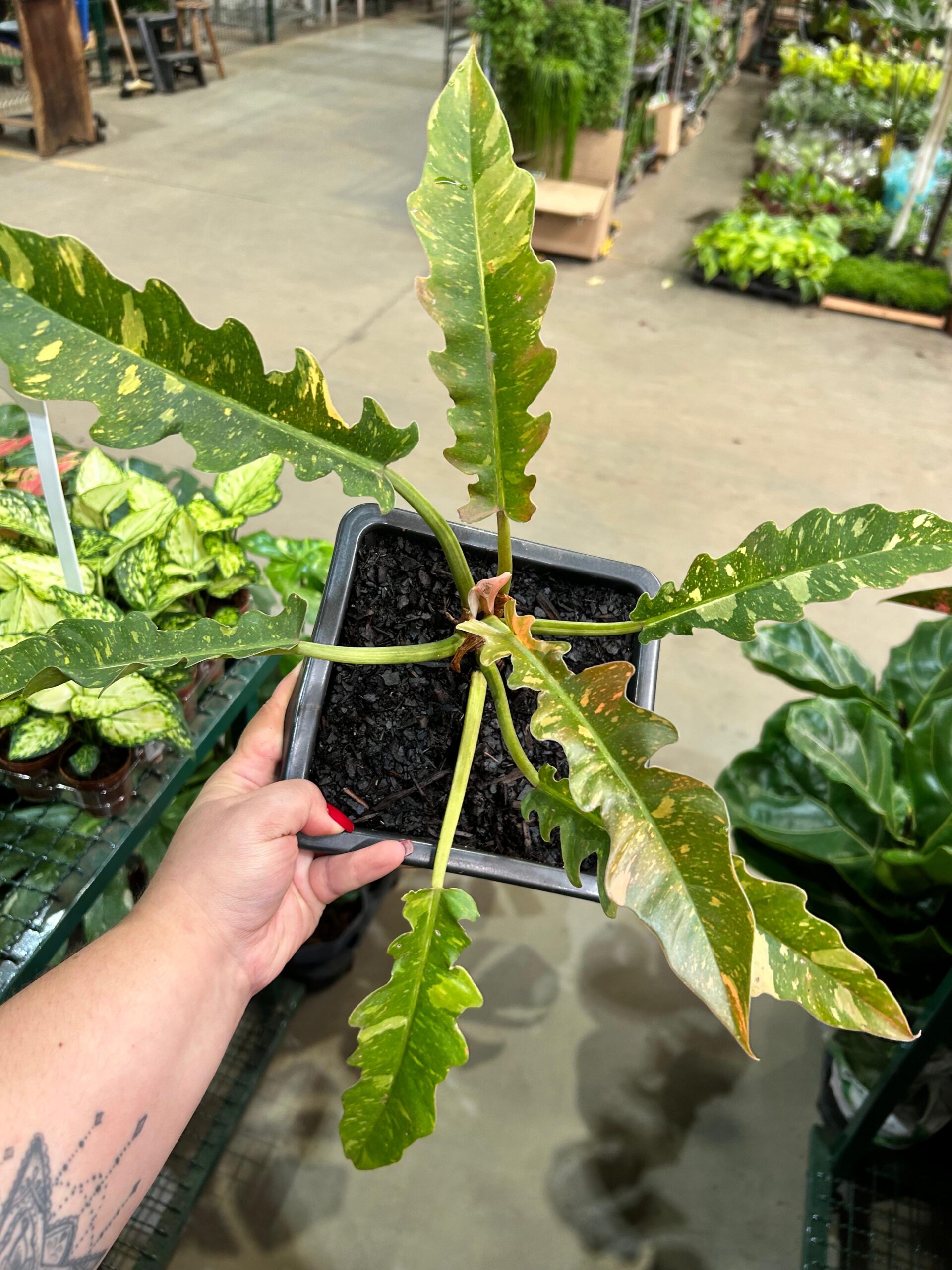 Philodendron Ring Of Fire Variegata
