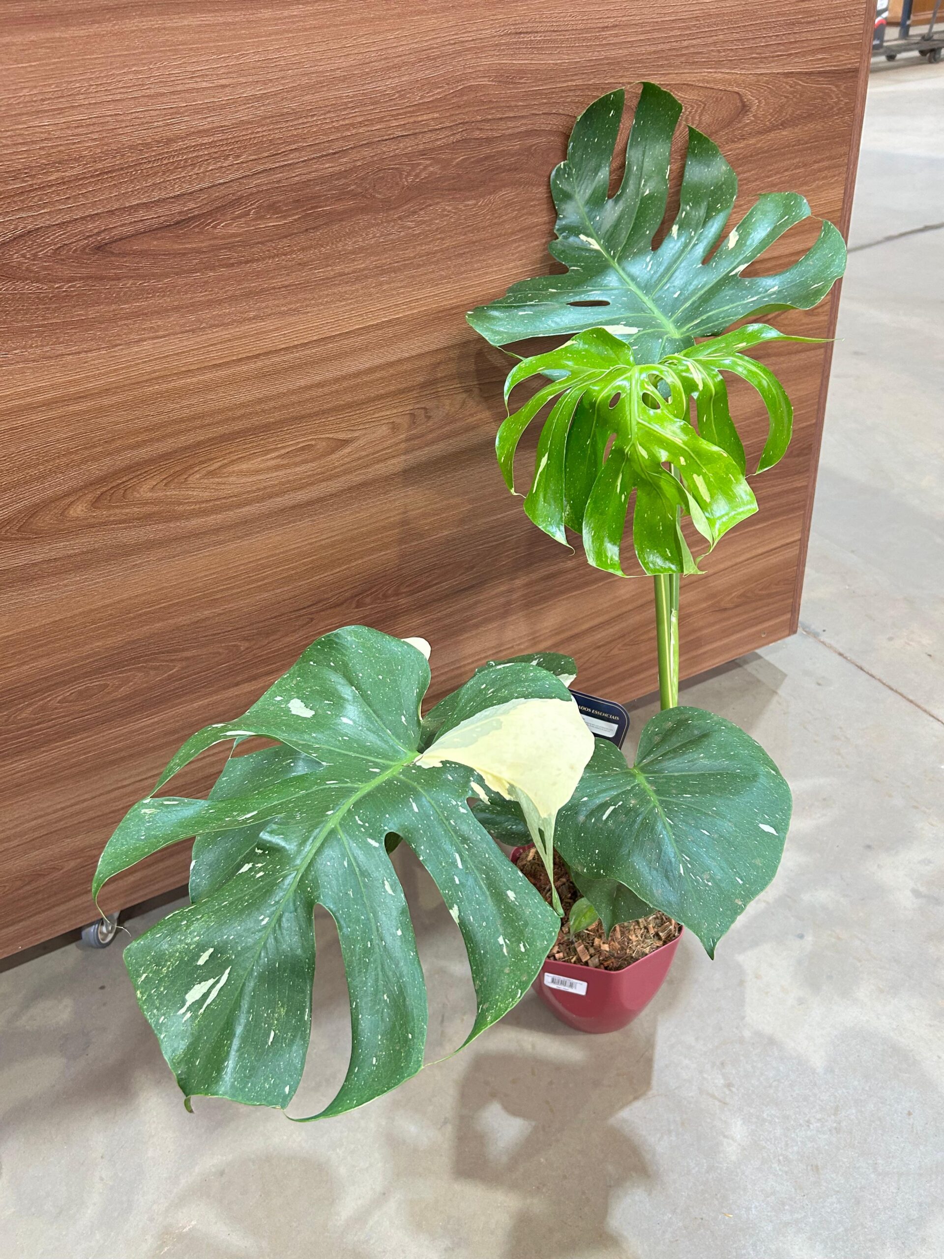 Monstera Thai Constelation P18 Variegata