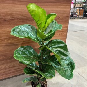 Ficus Lyrata P17