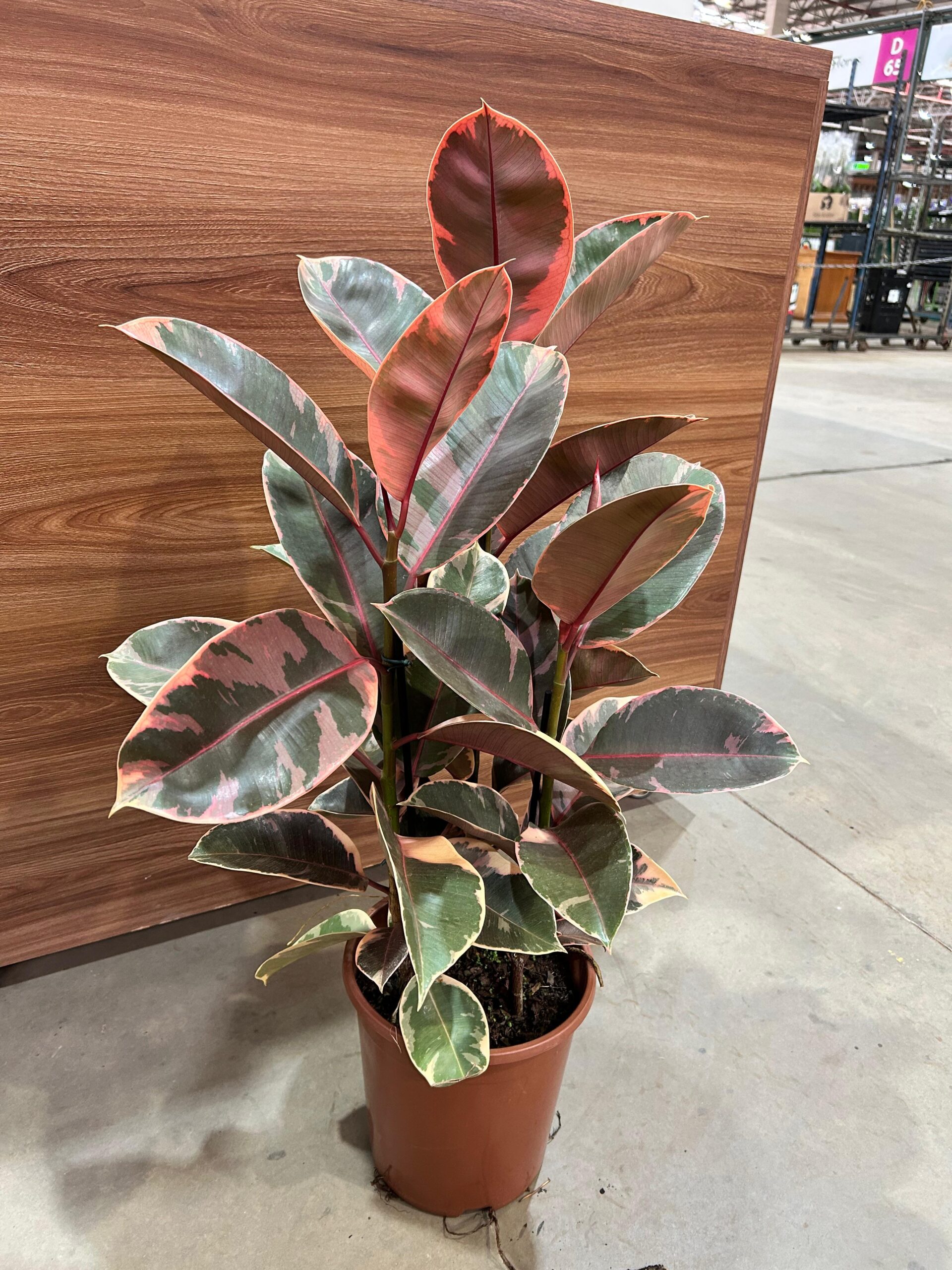 Ficus Elastica Ruby 3H P24
