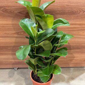 Ficus Elastica Cloe 3H P24