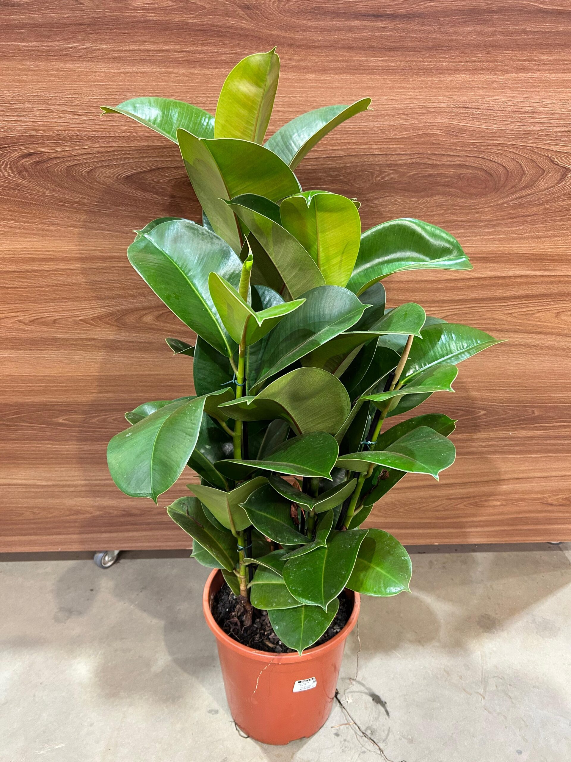 Ficus Elastica Cloe 3H P24