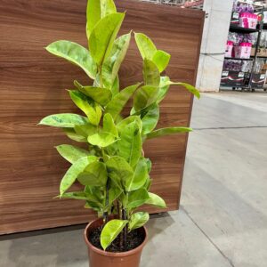 Ficus Elastica Shivereana 3H P24