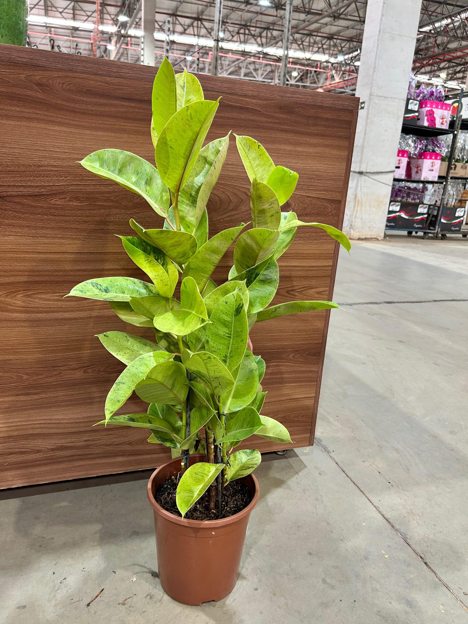 Ficus Elastica Shivereana 3H P24