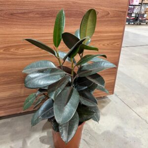 Ficus Elastica Burgundy 3H P24