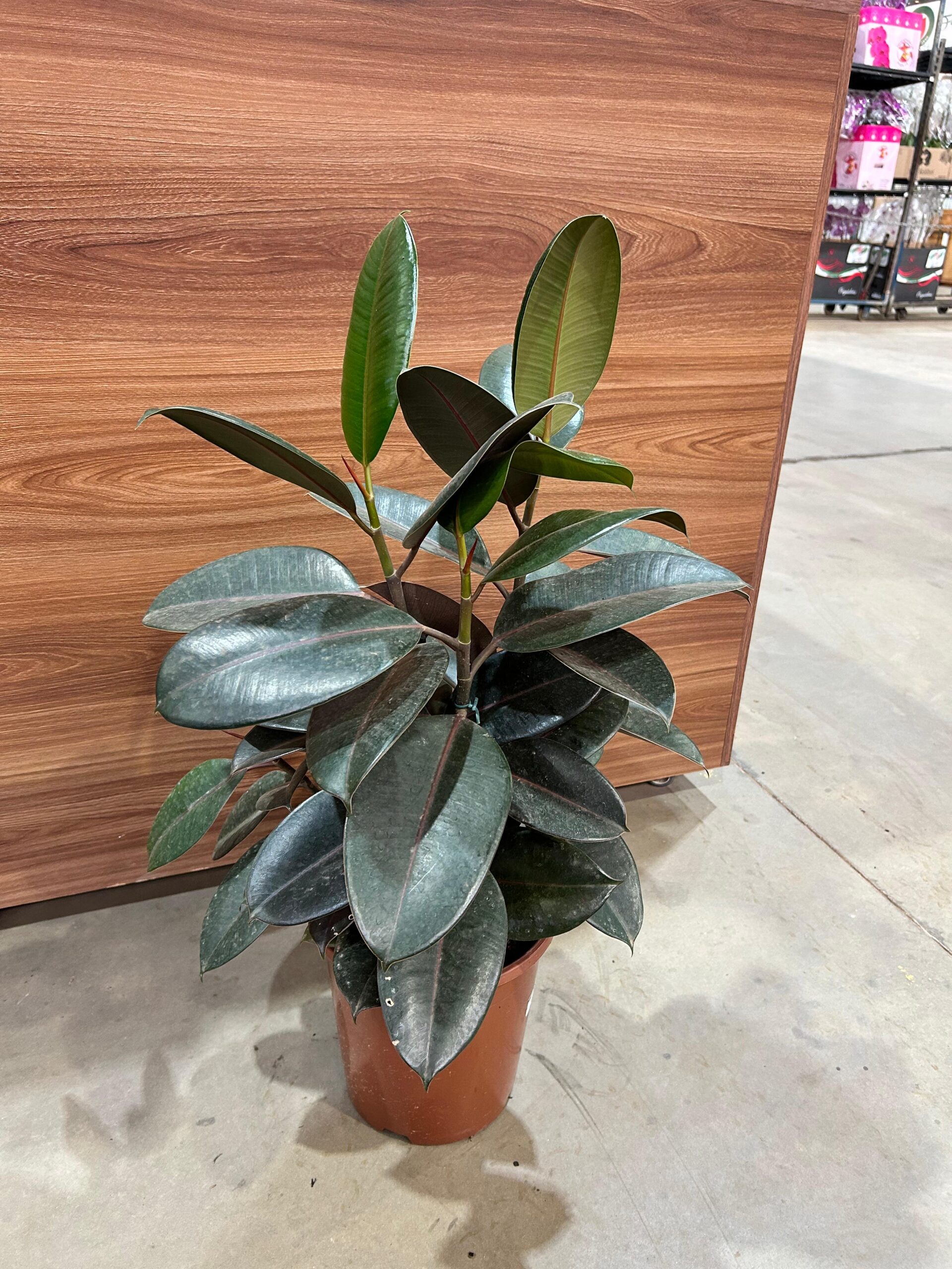 Ficus Elastica Burgundy 3H P24