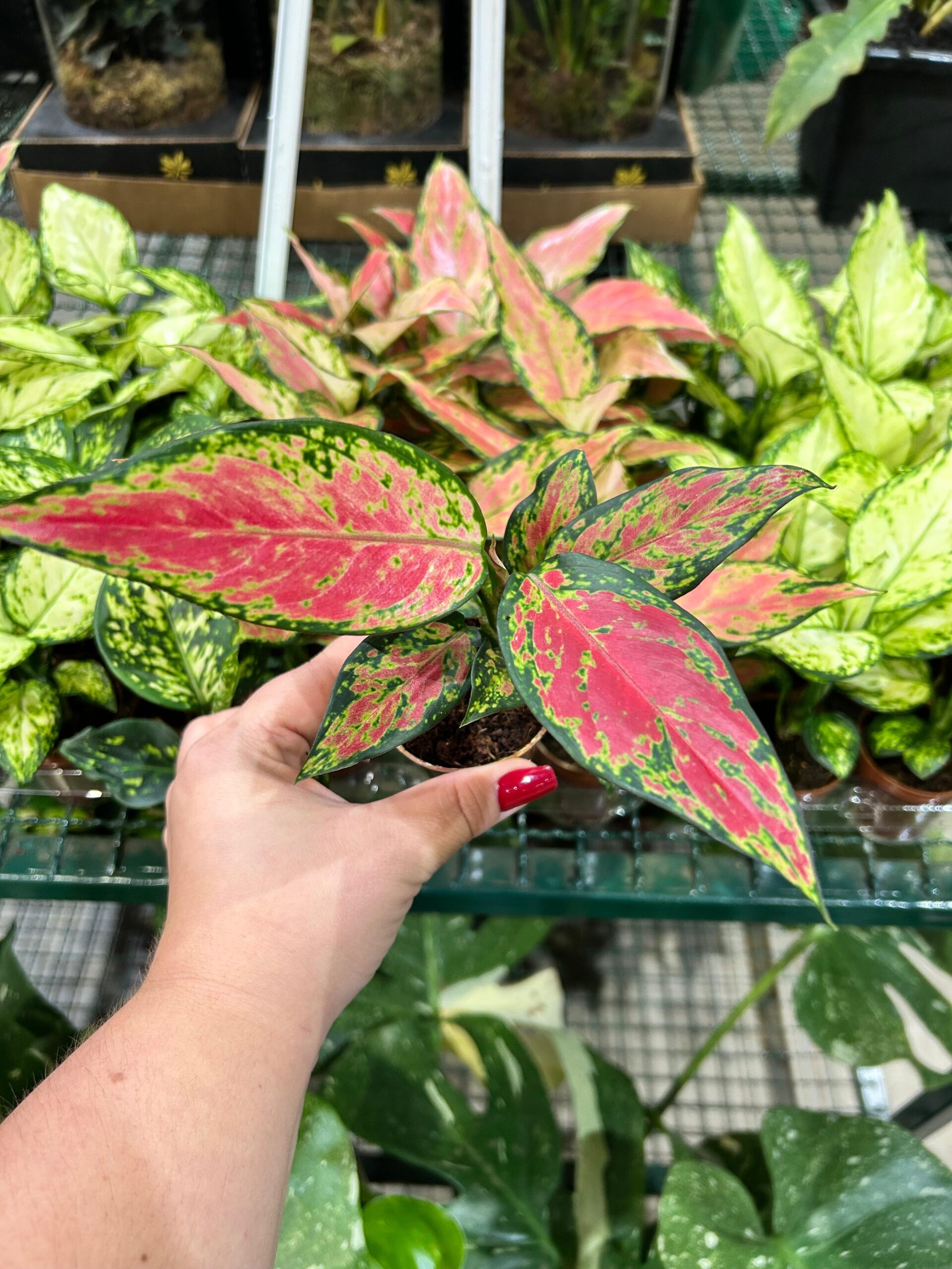 Aglaonema Cherry Baby P06 (cx)
