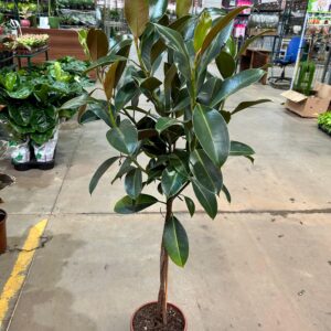 Ficus Elastica Melany Arvore P24