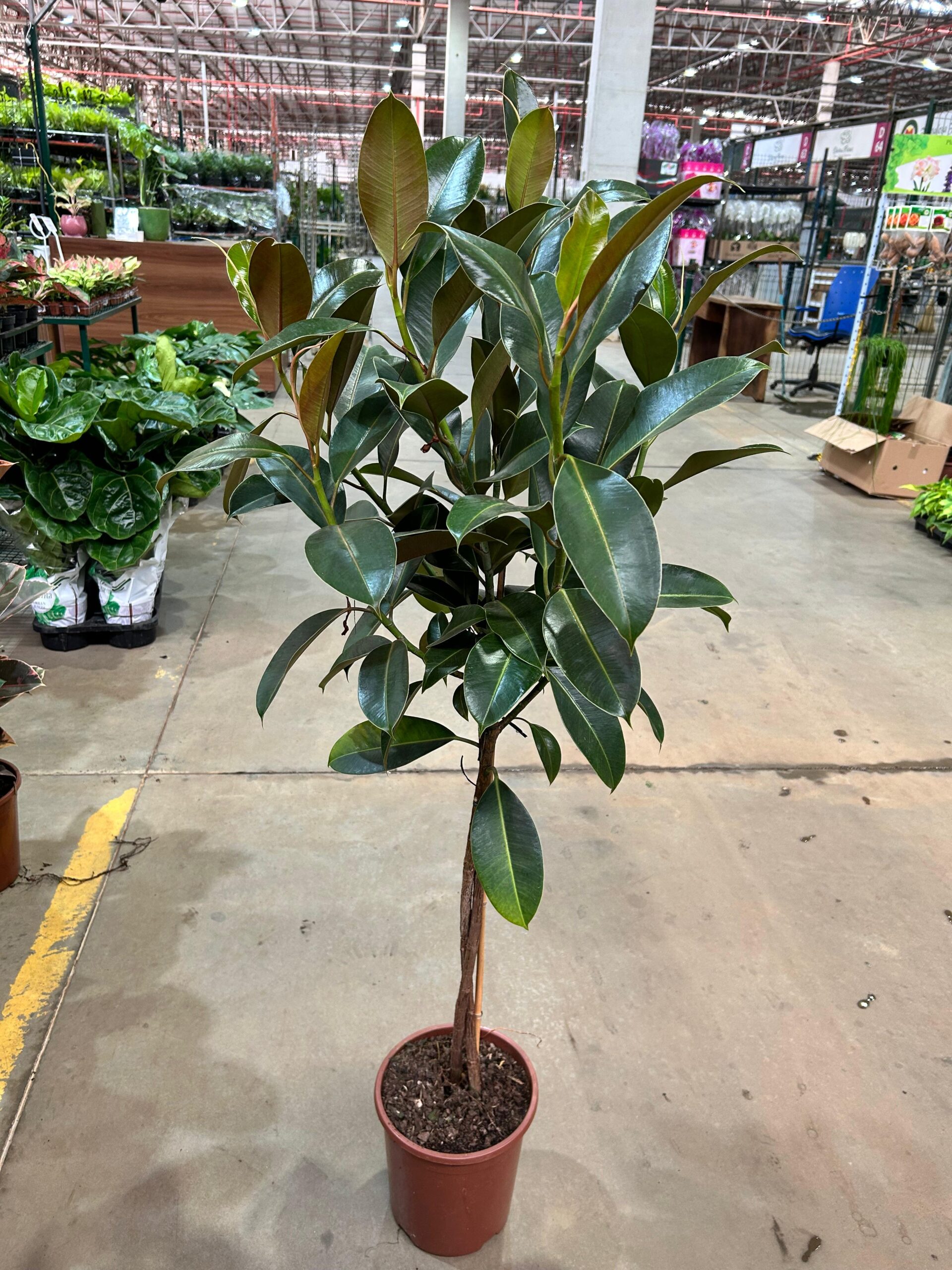 Ficus Elastica Melany Arvore P24